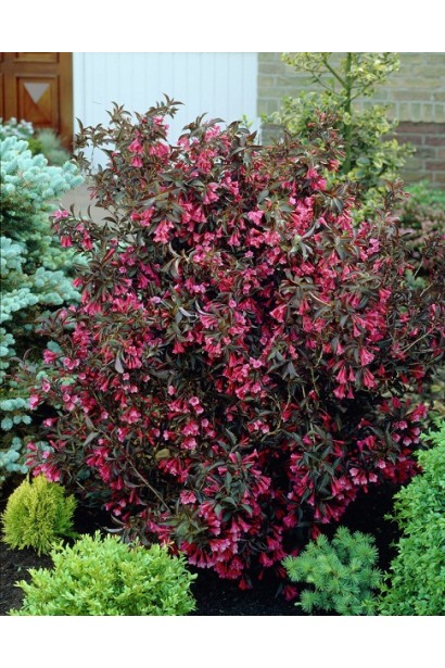 Вейгела квітуча Олександра ландшафтна композиція