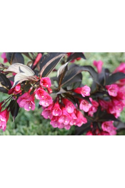 Вейгела Олександра червоно-рожеві дзвоники