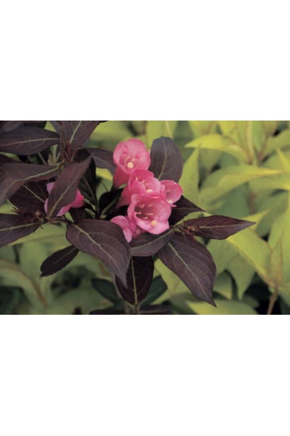 Вейгела квітуча Олександра червона