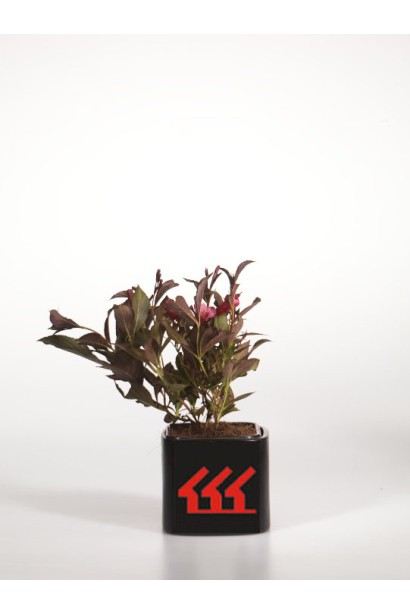 Вейгела квітуча Олександра саджанець Р9/0,5л