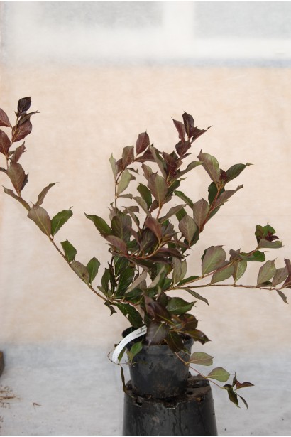 Вейгела квітуча Олександра саджанець в горщику