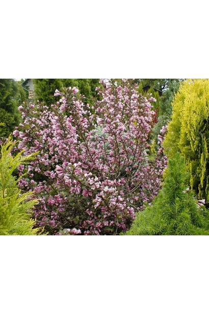 Вейгела квітуча Нана Пурпуреа ландшафтний дизайн