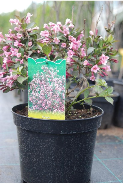 Вейгела рожева саджанець в горщику С3