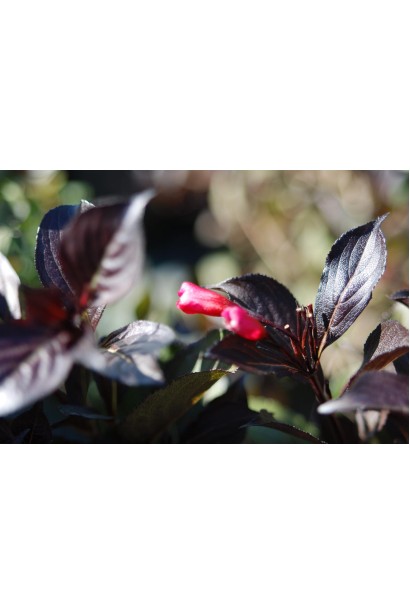 Коричнево-червоне листя вейгели Нана Пурпуреа