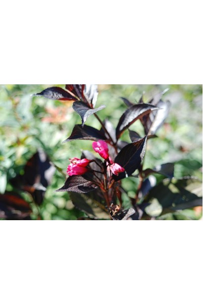 Вейгела Nana Purpurea рожеві квіти