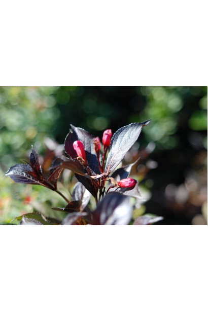 Вейгела квітуча Нана Пурпуреа 