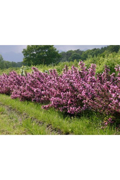 Вейгела квітуча Нана Пурпуреа  рядова посадка