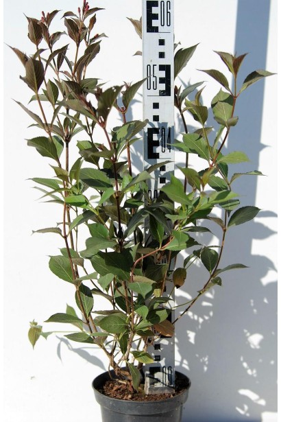 Вейгела квітуча Нана Пурпуреа саджанець С5 50-60 см