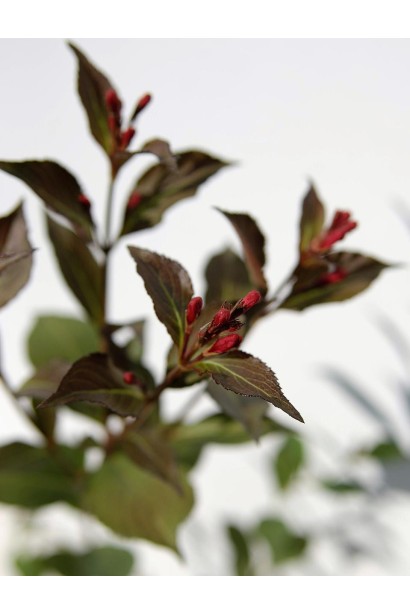 Вейгела Нана Пурпуреа на почтку цвітіння