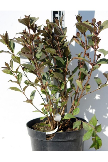 Вейгела квітуча Нана Пурпуреа  в горщику 3л, висота 30-40 см