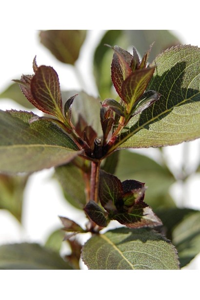 Вейгела квітуча Нана Пурпуреа забарвлення листя