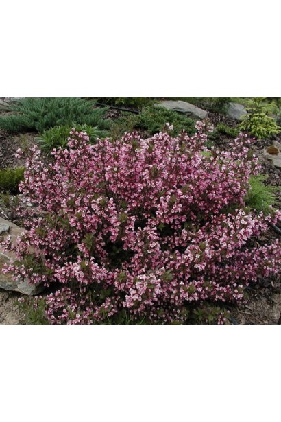 Вейгела квітуча Нана Пурпуреа в саду 