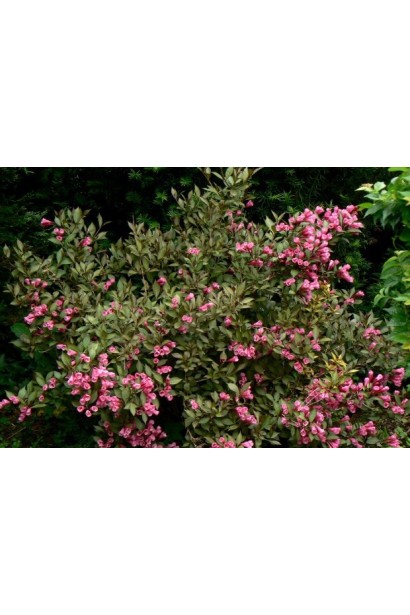 Вейгела квітуча Нана Пурпуреа в ландшафті 