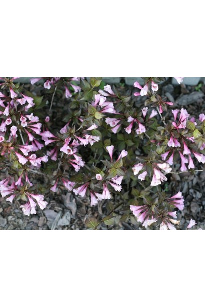 Weigela florida Nana Purpurea