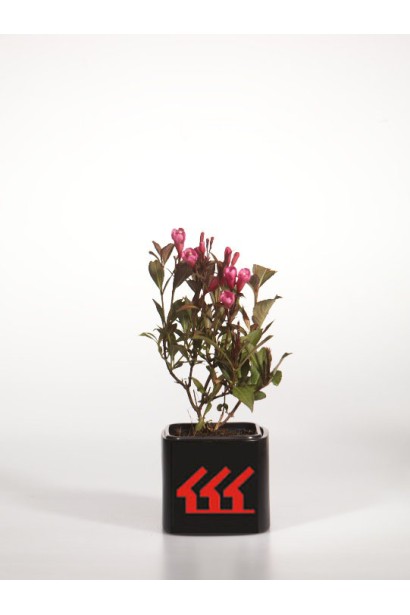 Вейгела квітуча Нана Пурпуреа  саджанець Р9/0,5л