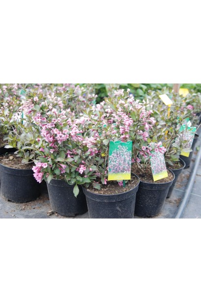 Вейгела квітуча Нана Пурпуреа саджанці в садовому центрі