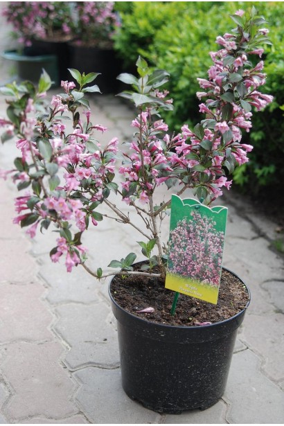 Вейгела квітуча Nana Purpurea