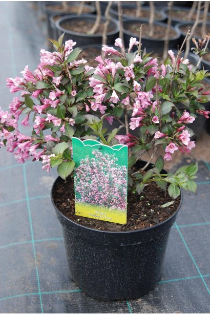 Вейгела рожева Нана Пурпуреа контейнер 3 л  