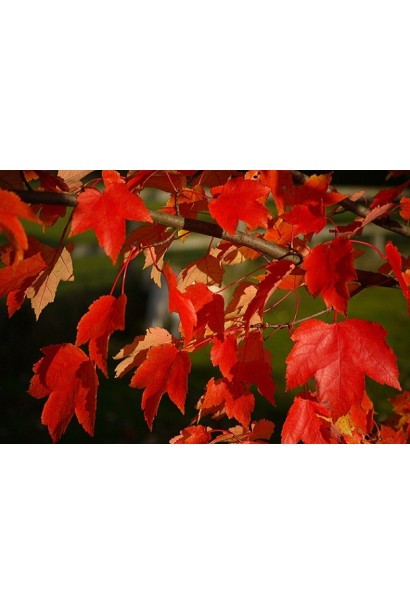 Клен червоний