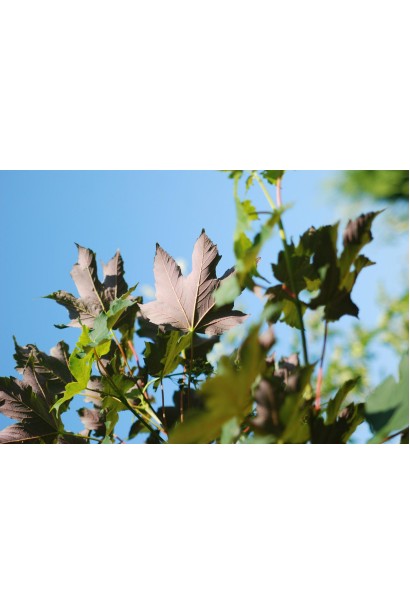 Клен червоний темно-зелене листя влітку