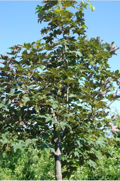 Клен червоний зелене забарвлення дерева влітку