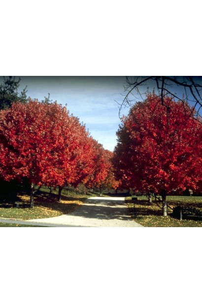 Клен червоний алейна посадка