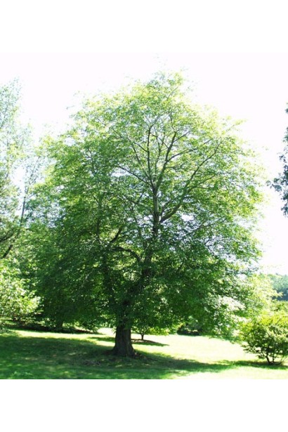 Клен рубрум влітку