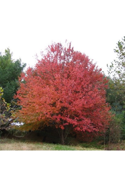 Клен червоний дерево з округлою кроною