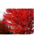 Клен червоний | Acer rubrum | Клён красный