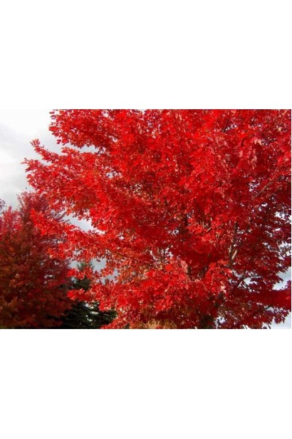 Клен червоний насичене червоне забарвлення восени