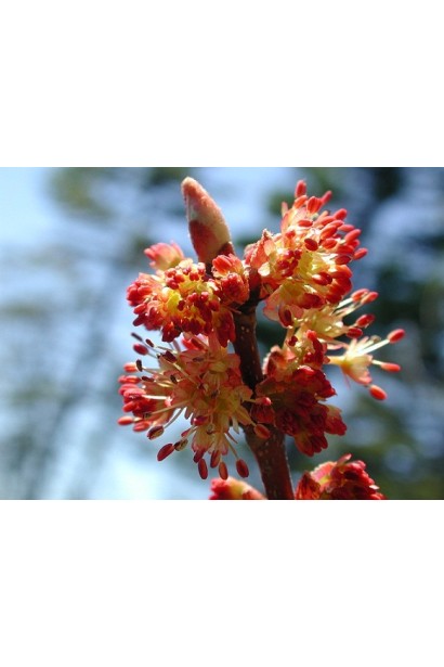 Клен червоний цвітіння