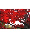 Клён красный | Acer rubrum | Клен червоний