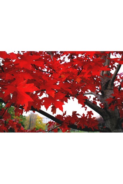 Клен червоний листя