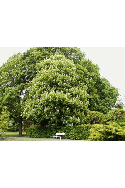 Гіркокаштан звичайний дерево з пірамідальною кроною