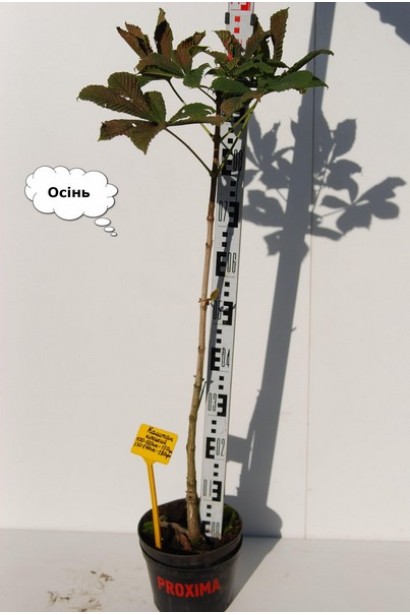 Каштан кінський в горщику 5 л 90-110 см