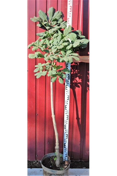 Гіркокаштан звичайний в контейнері 130-150 см