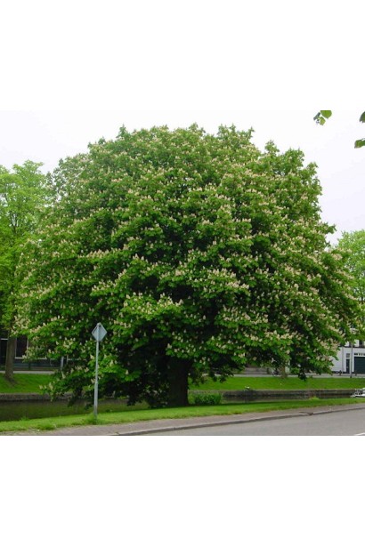 Гіркокаштан звичайний