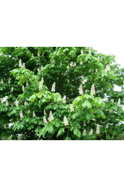 Гіркокаштан звичайний цвітіння