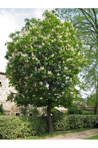 Гіркокаштан звичайний в ландшафті