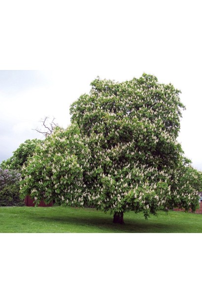 Aesculus hippocastanum