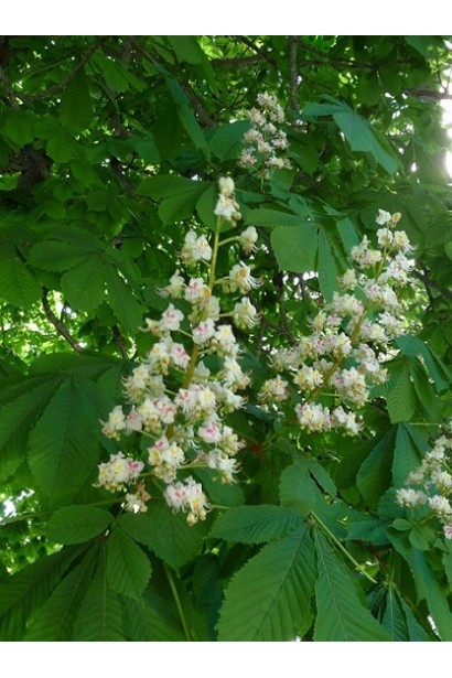 Гіркокаштан звичайний пірамідальні білі суцвіття