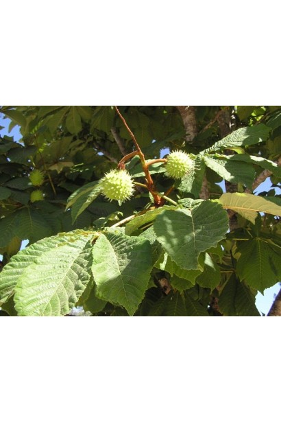 Гіркокаштан звичайний плоди з шипами