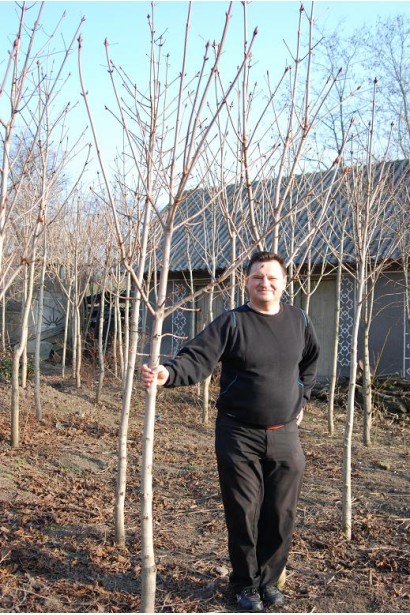 Гіркокаштан звичайний саджанці на початку весни