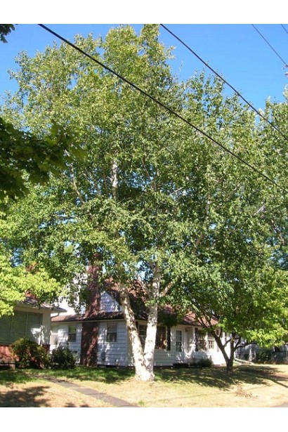 Береза паперова