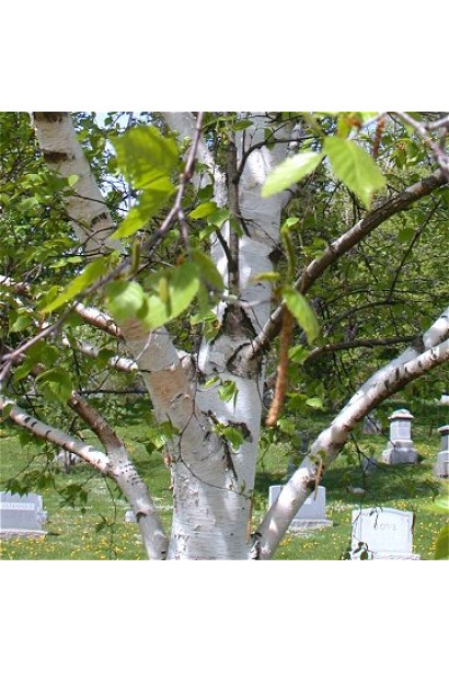 Береза паперова стовбур