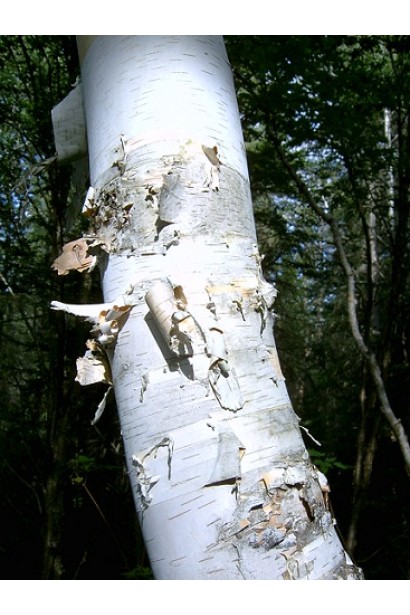 Береза паперова кора дерева