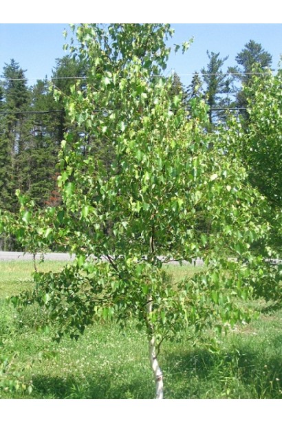 Betula papyrifera молоде дерево