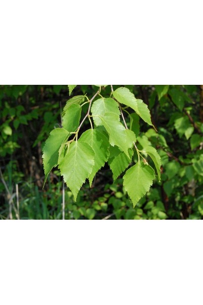 Береза паперова зелене листя