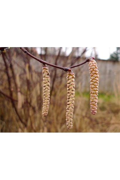 Береза паперова сережки восени