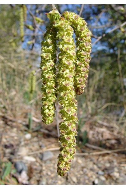 Береза паперова сережки навесні